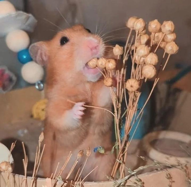 Natural flax sprays, a nutritious and engaging forage treat for small pets, perfect for encouraging natural foraging and chewing behaviors.