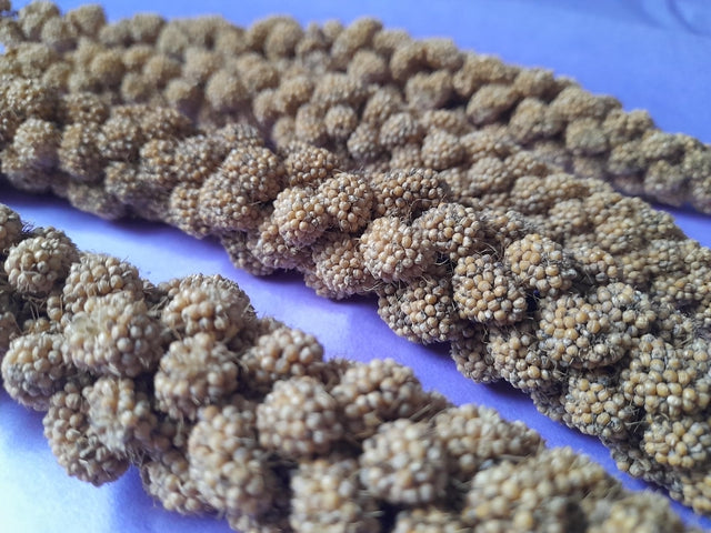 Natural millet sprays, a tasty and enriching forage treat for small pets, perfect for encouraging natural foraging and chewing behaviors.