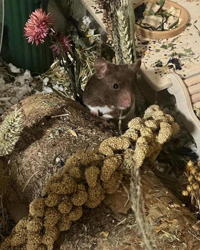 Natural millet sprays, a tasty and enriching forage treat for small pets, perfect for encouraging natural foraging and chewing behaviors.