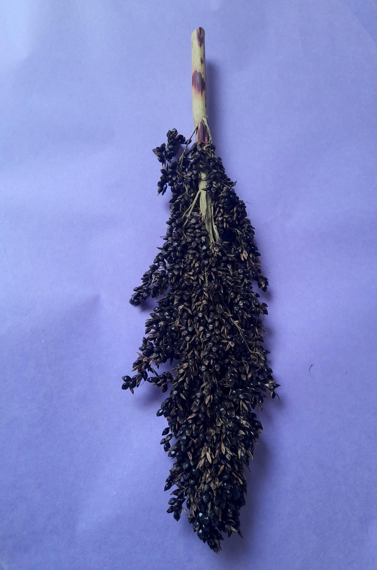 Natural black sorghum sprays, a safe and nutritious forage treat for small pets, perfect for promoting foraging and providing enrichment."