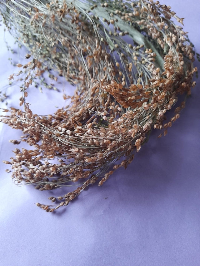 Natural panicle millet sprays, a nutritious and engaging forage treat for small pets, encouraging natural foraging and chewing behaviors.