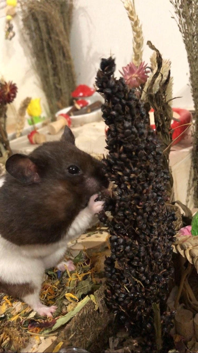 Natural black sorghum sprays, a safe and nutritious forage treat for small pets, perfect for promoting foraging and providing enrichment."