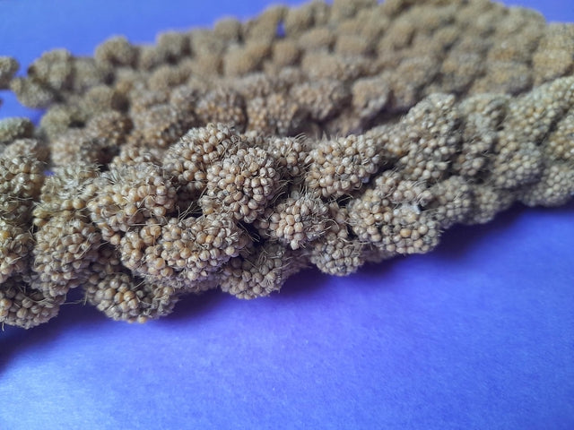 Natural millet sprays, a tasty and enriching forage treat for small pets, perfect for encouraging natural foraging and chewing behaviors.