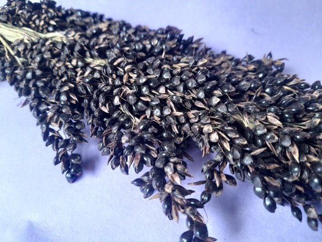 Natural black sorghum sprays, a safe and nutritious forage treat for small pets, perfect for promoting foraging and providing enrichment."