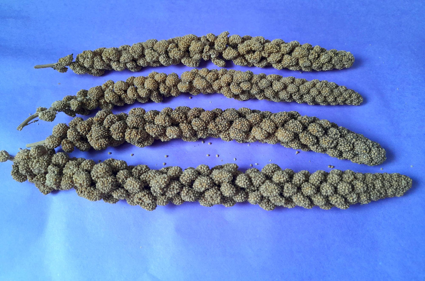 Natural millet sprays, a tasty and enriching forage treat for small pets, perfect for encouraging natural foraging and chewing behaviors.