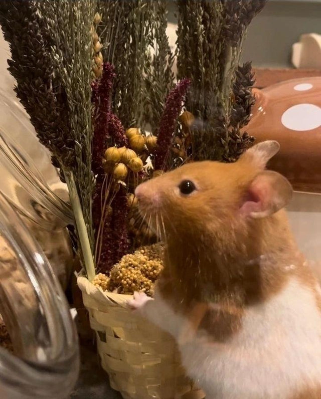 "Handcrafted spray basket filled with natural forage sprays like millet, sorghum, and flax, providing enrichment and foraging fun for small pets."