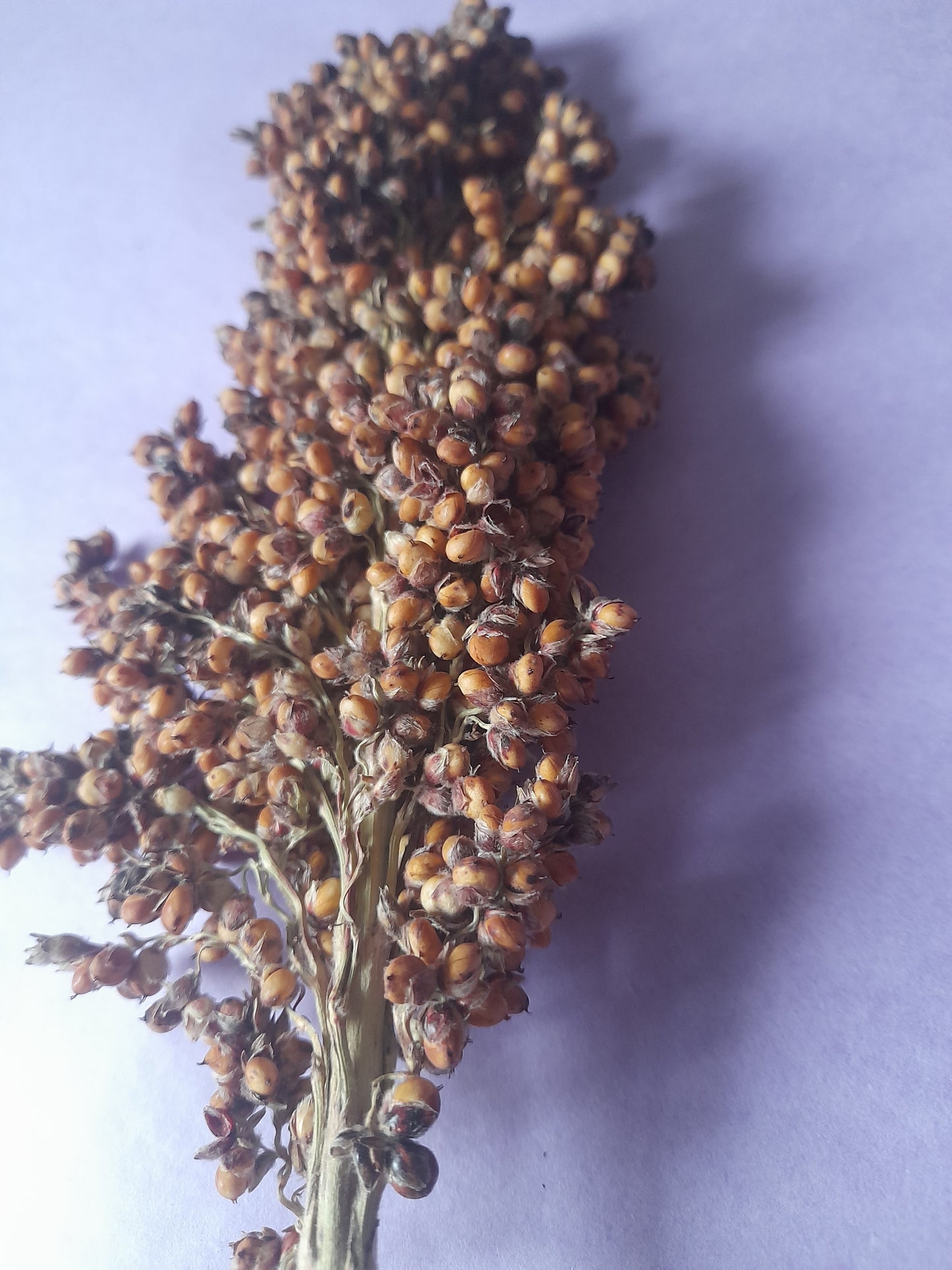 Close-up of vibrant red sorghum sprays, a natural and safe enrichment option for small pets, perfect for foraging and chewing