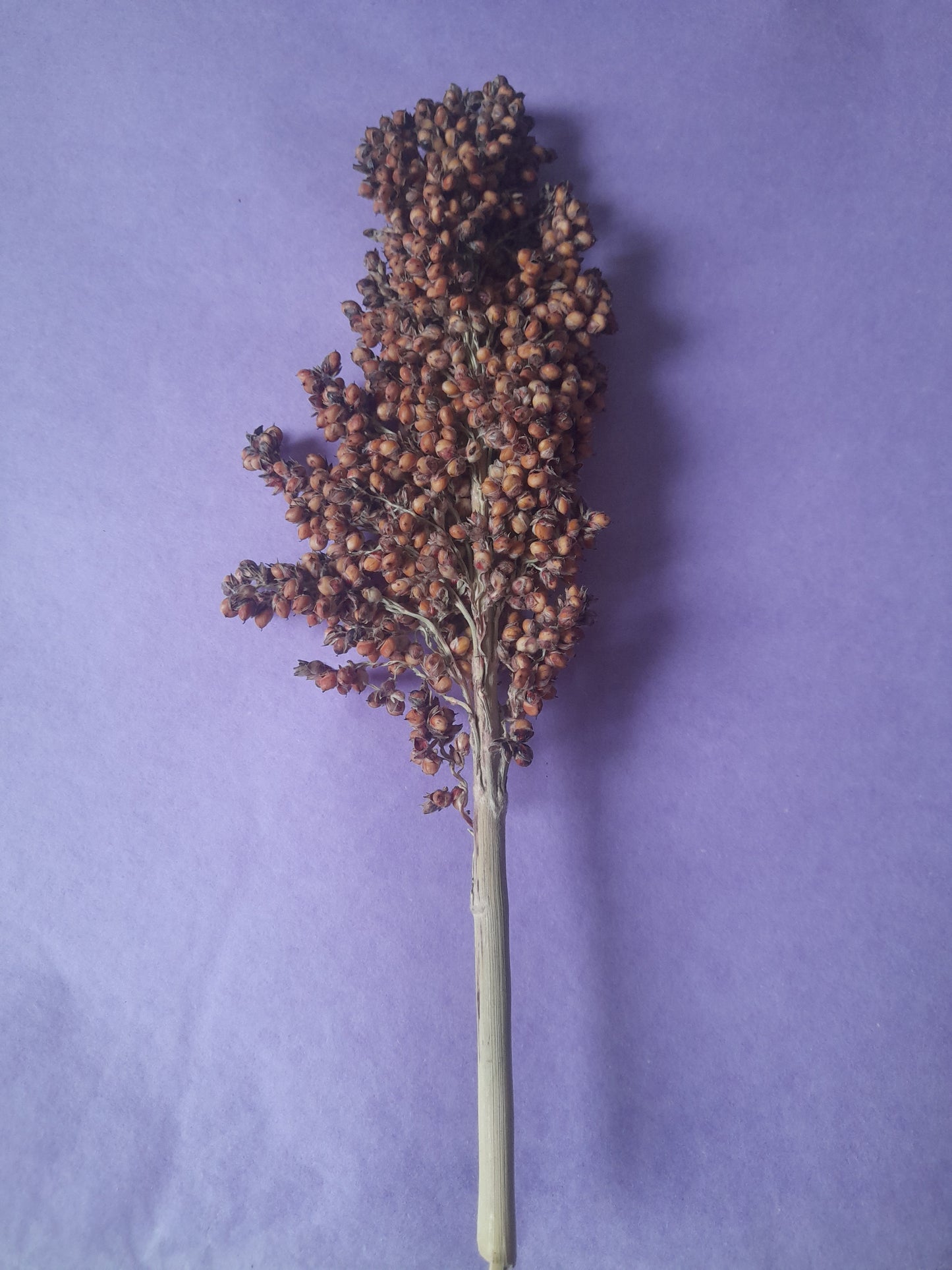 Close-up of vibrant red sorghum sprays for hamsters, a natural and safe enrichment option for small pets, perfect for foraging and chewing