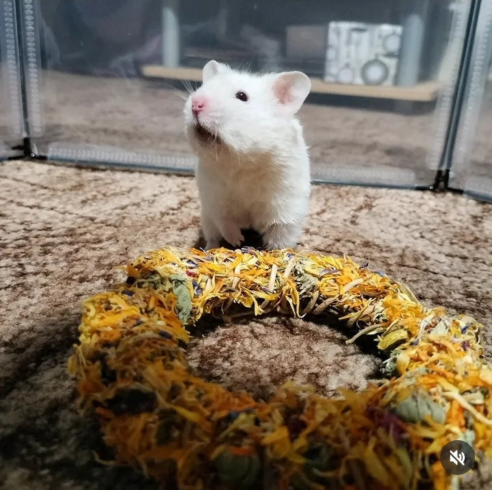 Handcrafted forage wreath made with dried herbs, flowers, and leaves, providing a natural, edible enrichment toy for small pets.
