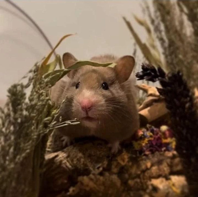 Colorful spray bundle featuring natural ingredients like flax, millet, and sorghum, perfect for enriching small pet habitats and encouraging foraging behavior for hamsters, mice and rats. sprays for hamsters. hamster sprays.