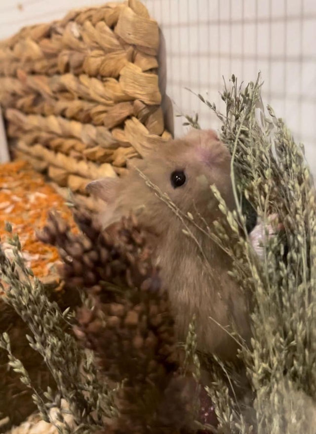 Colorful spray bundle featuring natural ingredients like flax, millet, and sorghum, perfect for enriching small pet habitats and encouraging foraging behavior for hamsters, mice and rats. sprays for hamsters. hamster sprays.