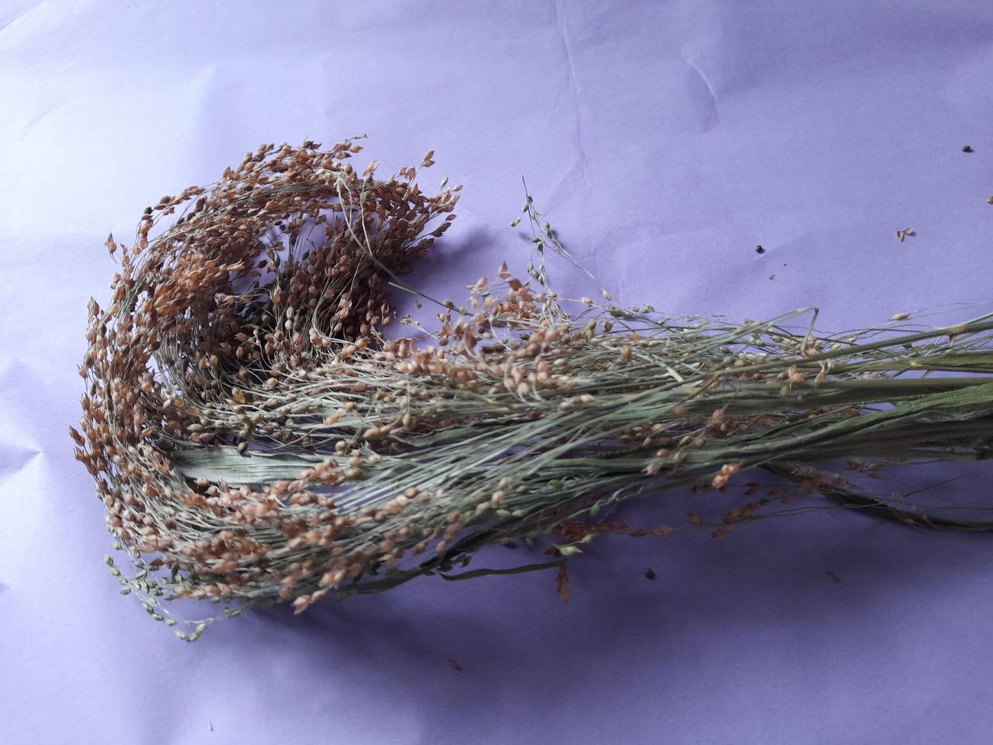 Natural panicle millet sprays, a nutritious and engaging forage treat for small pets, encouraging natural foraging and chewing behaviours.