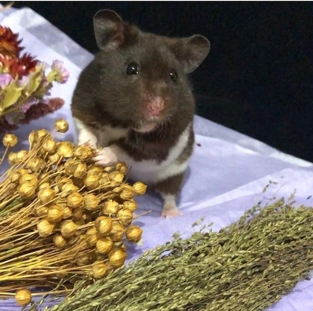 Colorful spray bundle featuring natural ingredients like flax, millet, and sorghum, perfect for enriching small pet habitats and encouraging foraging behavior for hamsters, mice and rats. sprays for hamsters. hamster sprays.