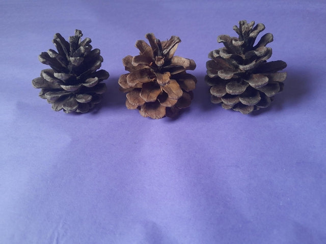 Natural pinecones, a safe and textured chew toy for small pets, perfect for enrichment and promoting dental health."