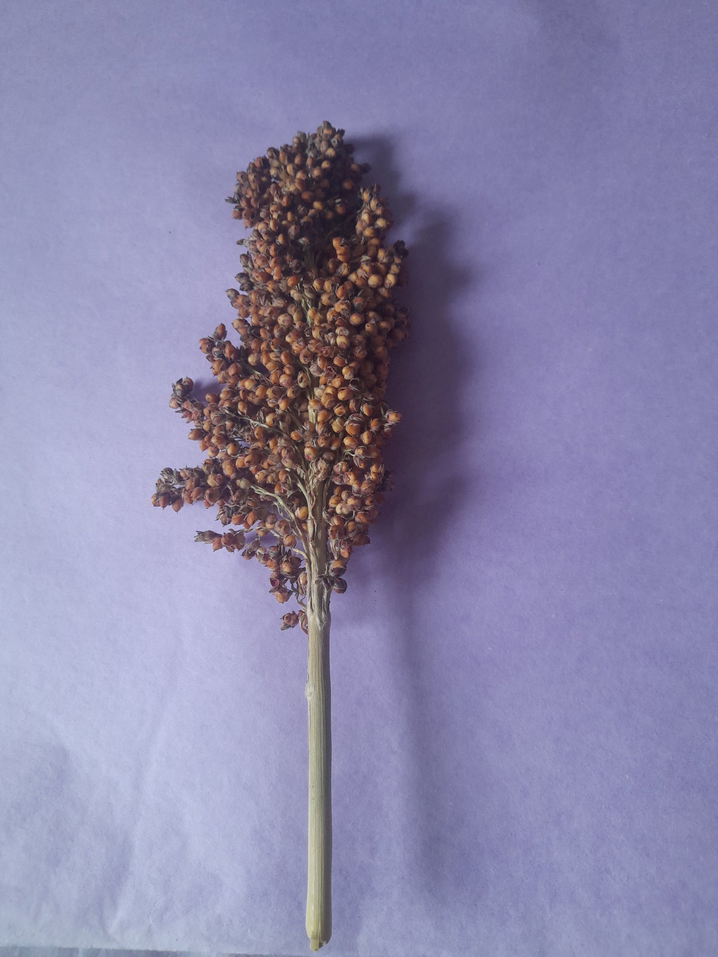 Close-up of vibrant red sorghum sprays, a natural and safe enrichment option for small pets, perfect for foraging and chewing
