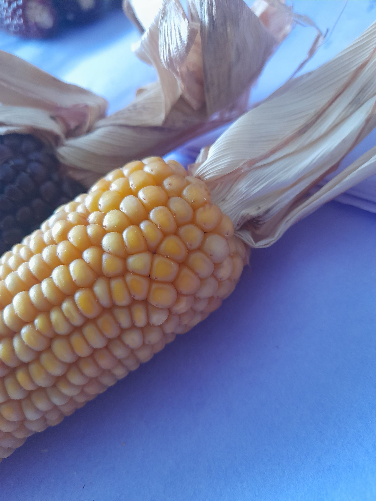 Mini corn cobs (2 pack)