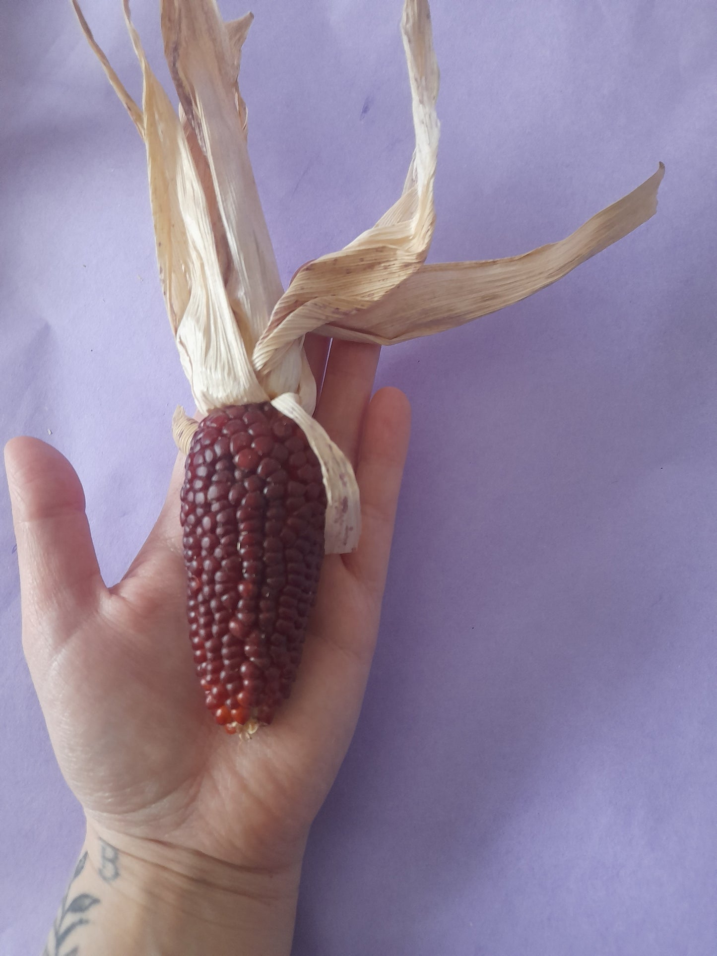 Mini corn cobs (2 pack)
