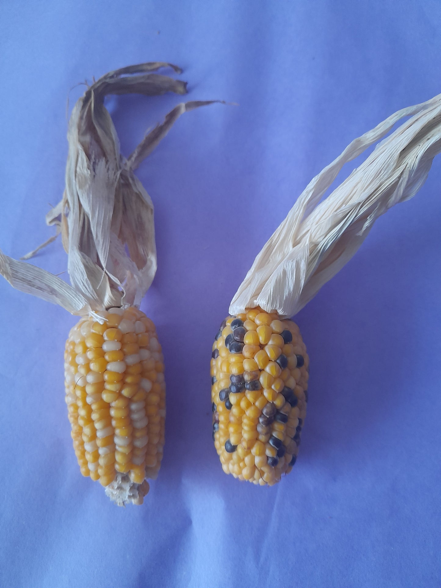 Mini corn cobs (2 pack)