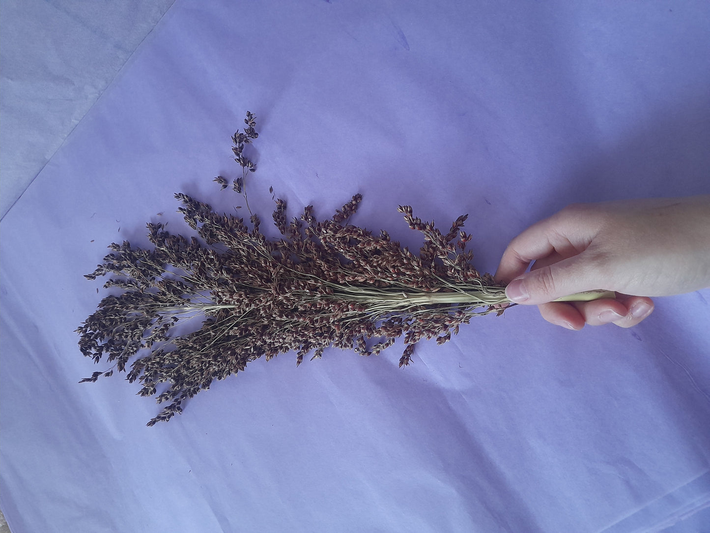 Sudan grass