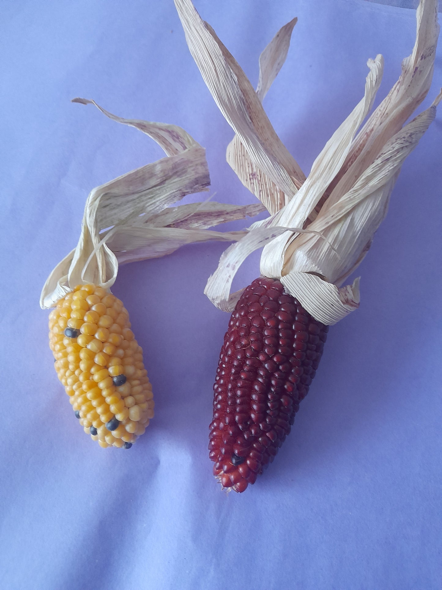 Mini corn cobs (2 pack)