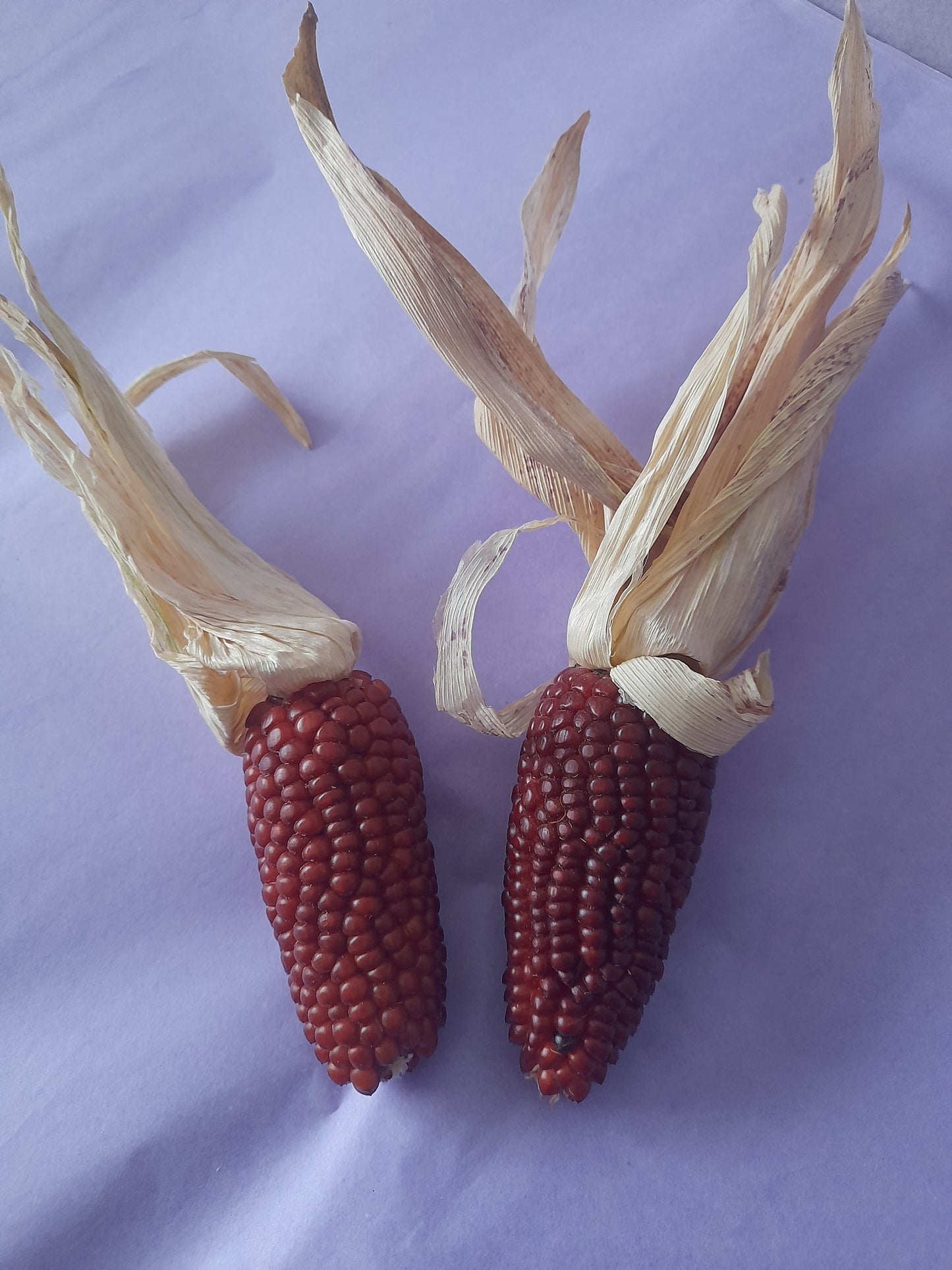 Mini corn cobs (2 pack)