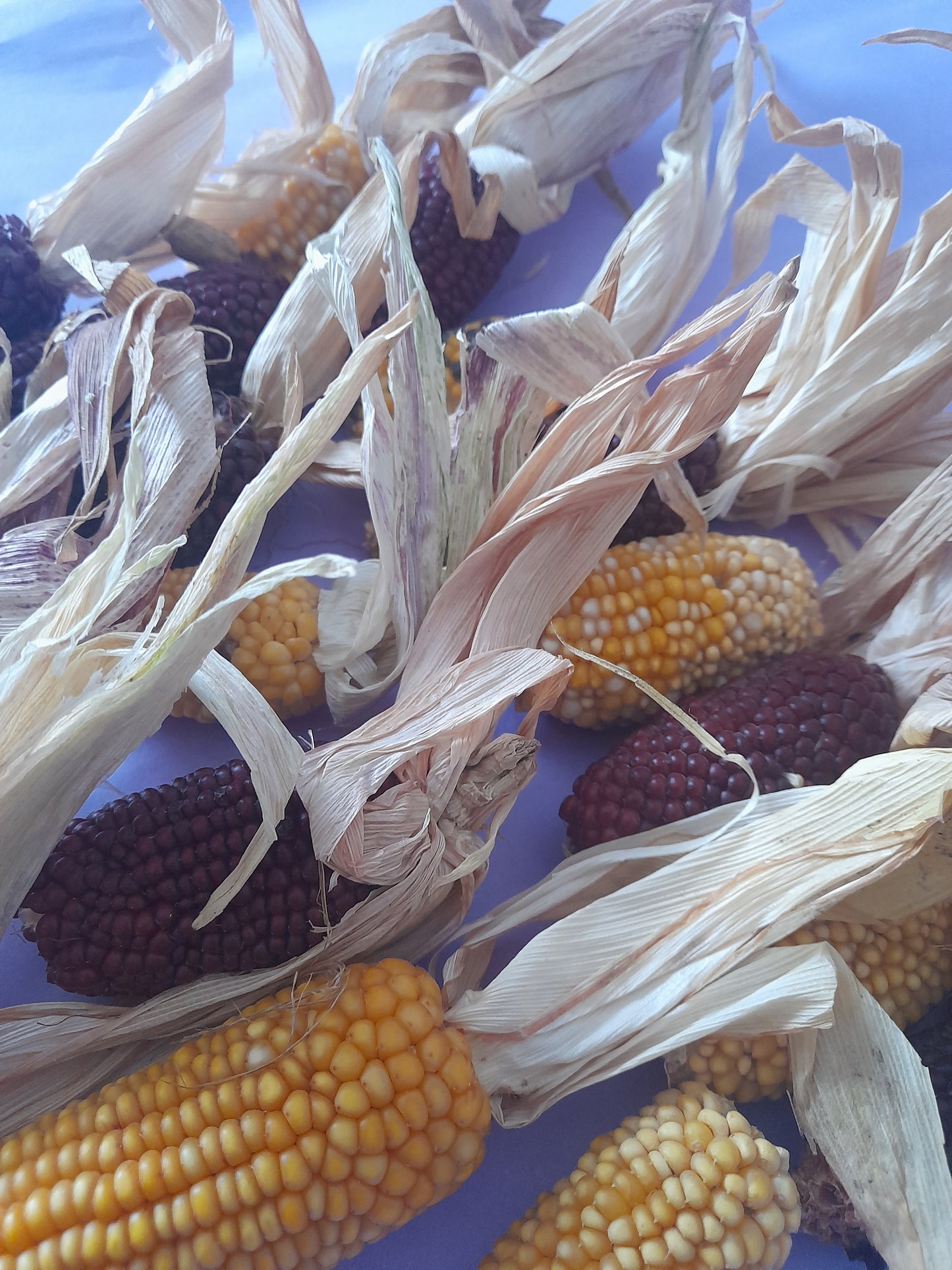Mini corn cobs (2 pack)