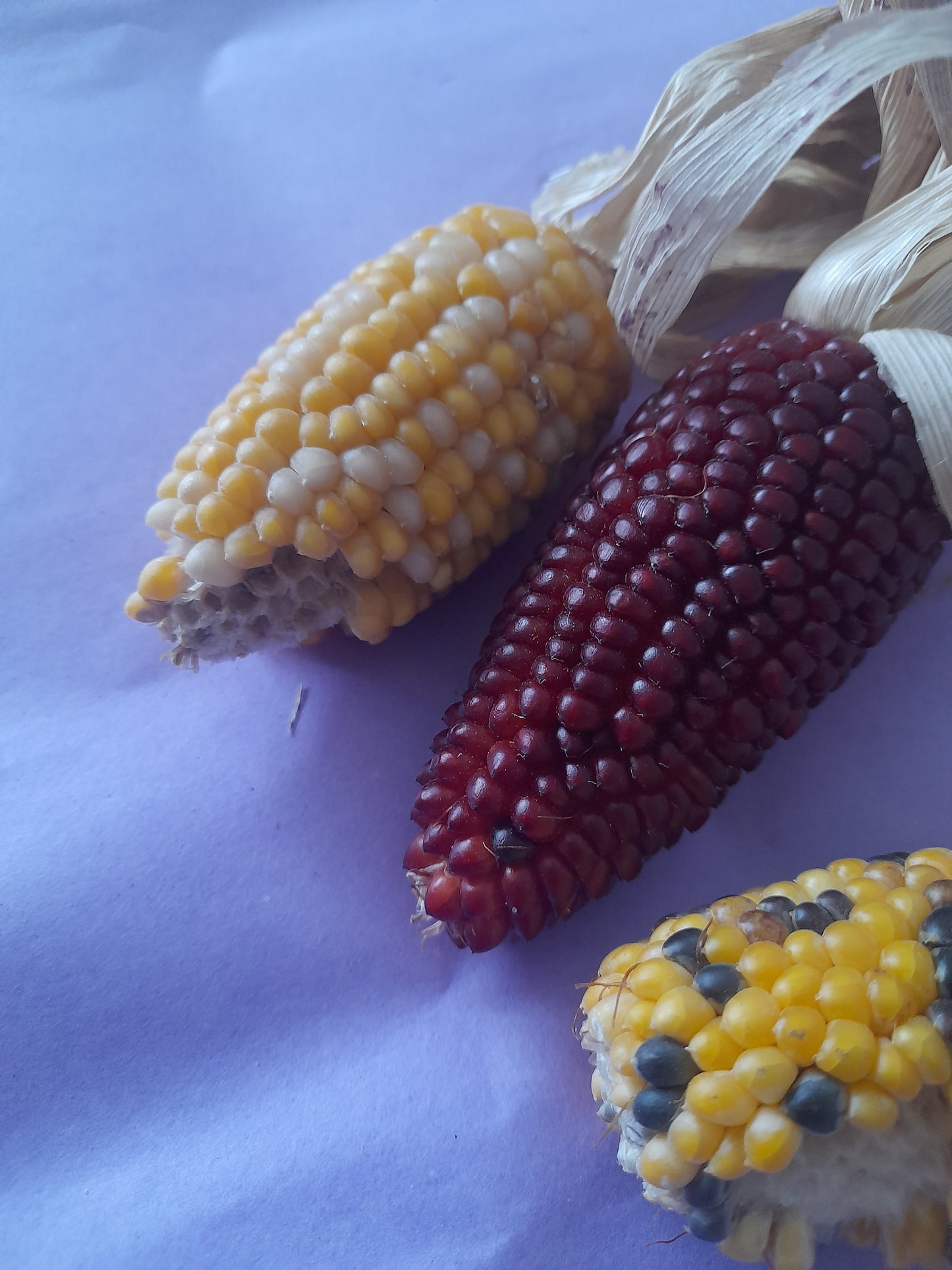 Mini corn cobs (2 pack)