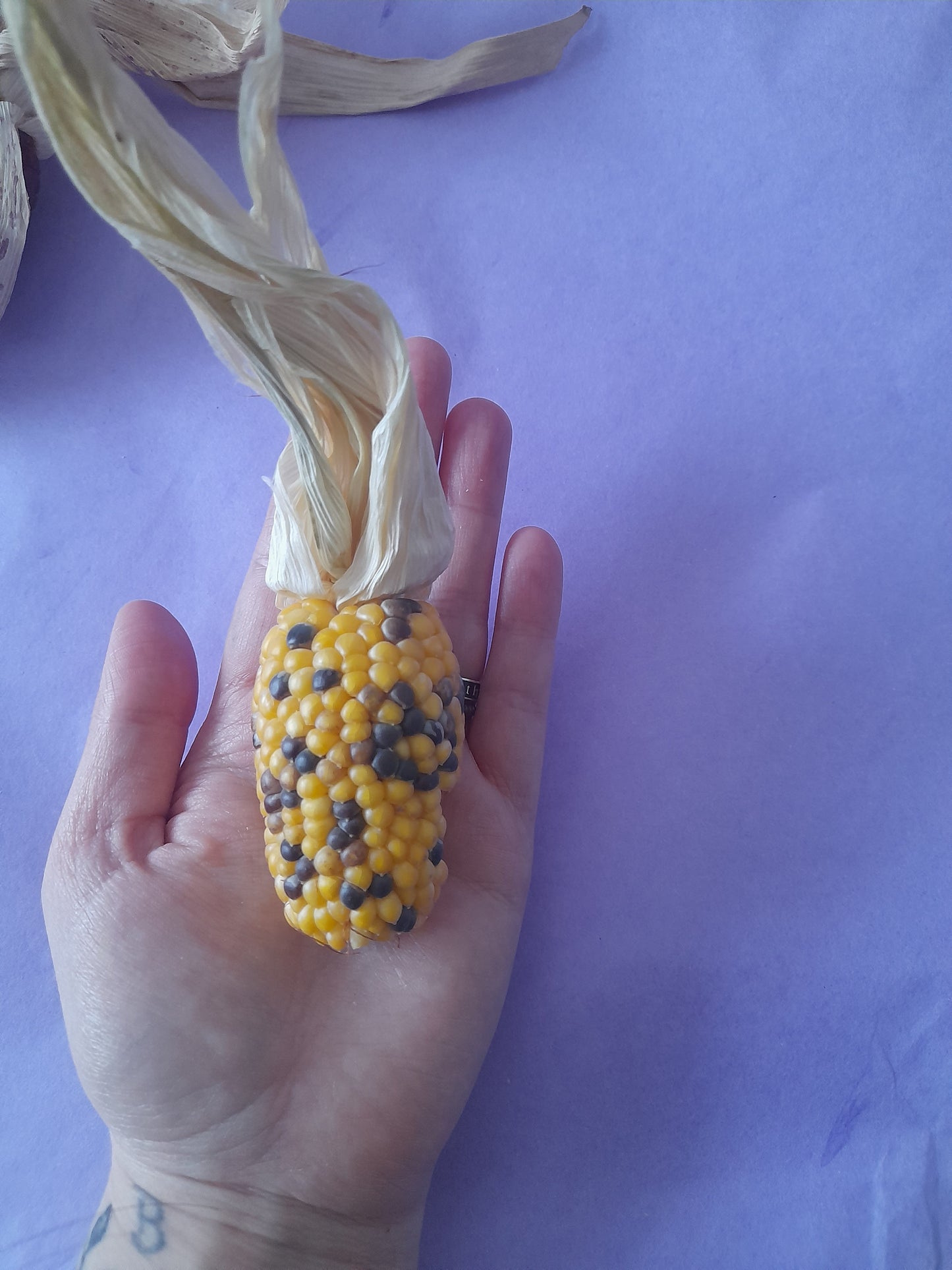 Mini corn cobs (2 pack)