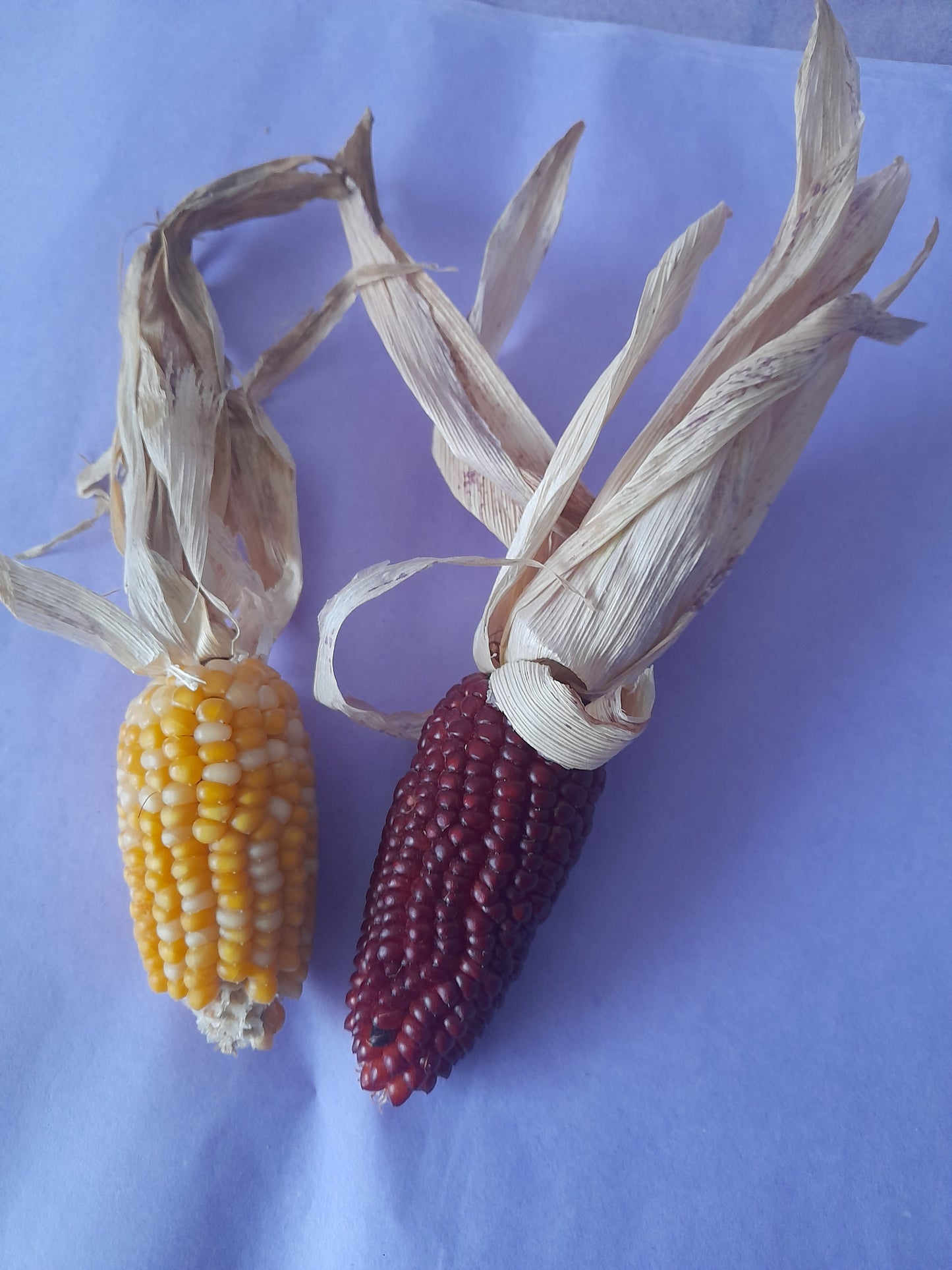 Mini corn cobs (2 pack)