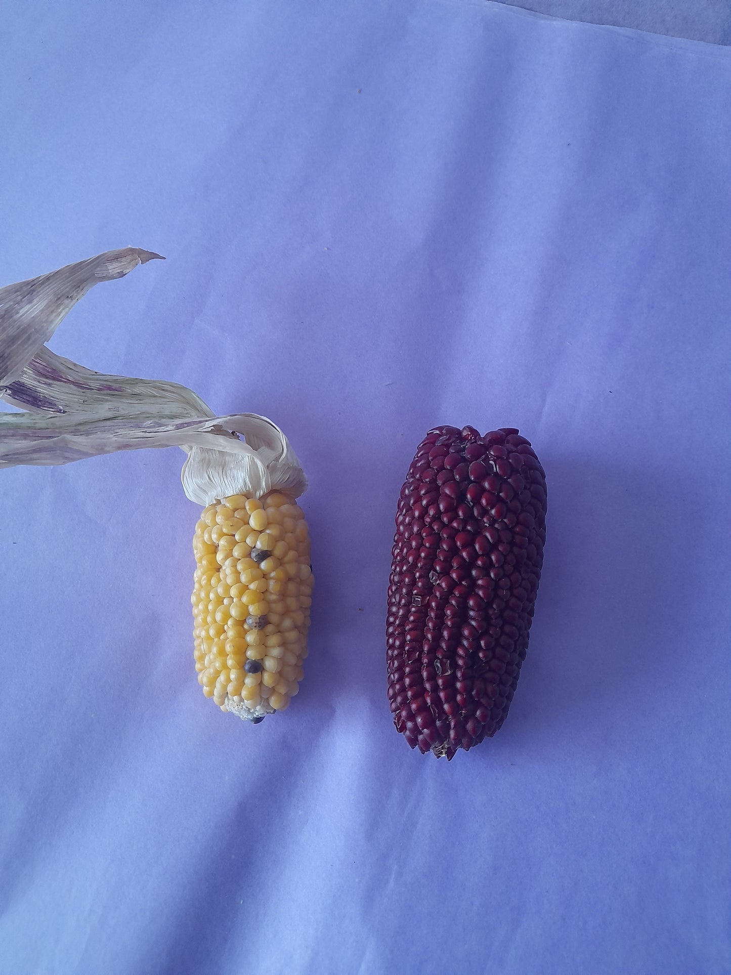 Mini corn cobs (2 pack)