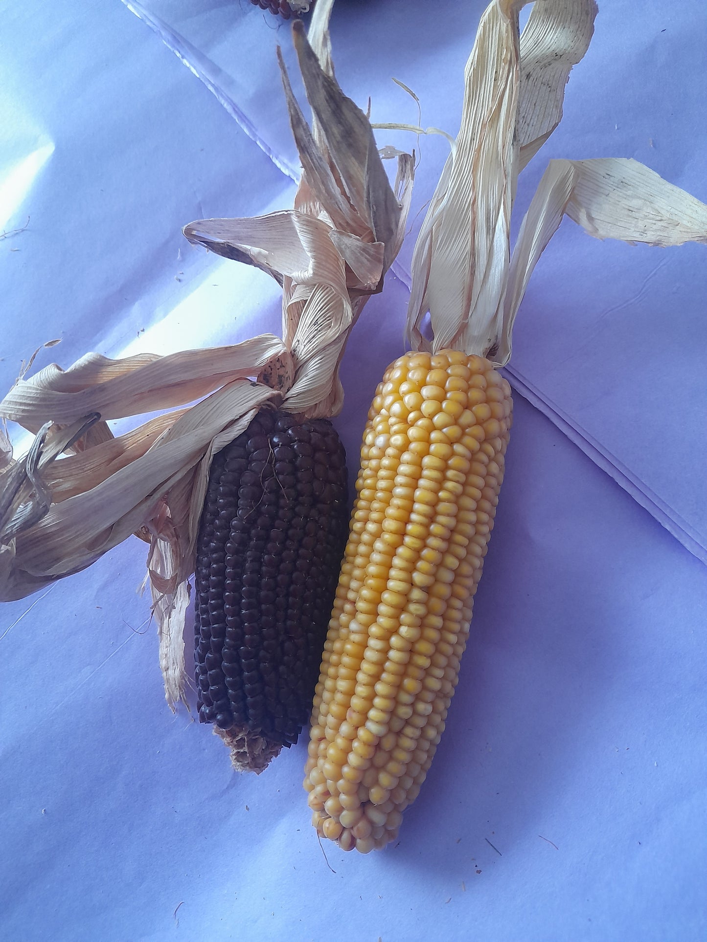 Mini corn cobs (2 pack)