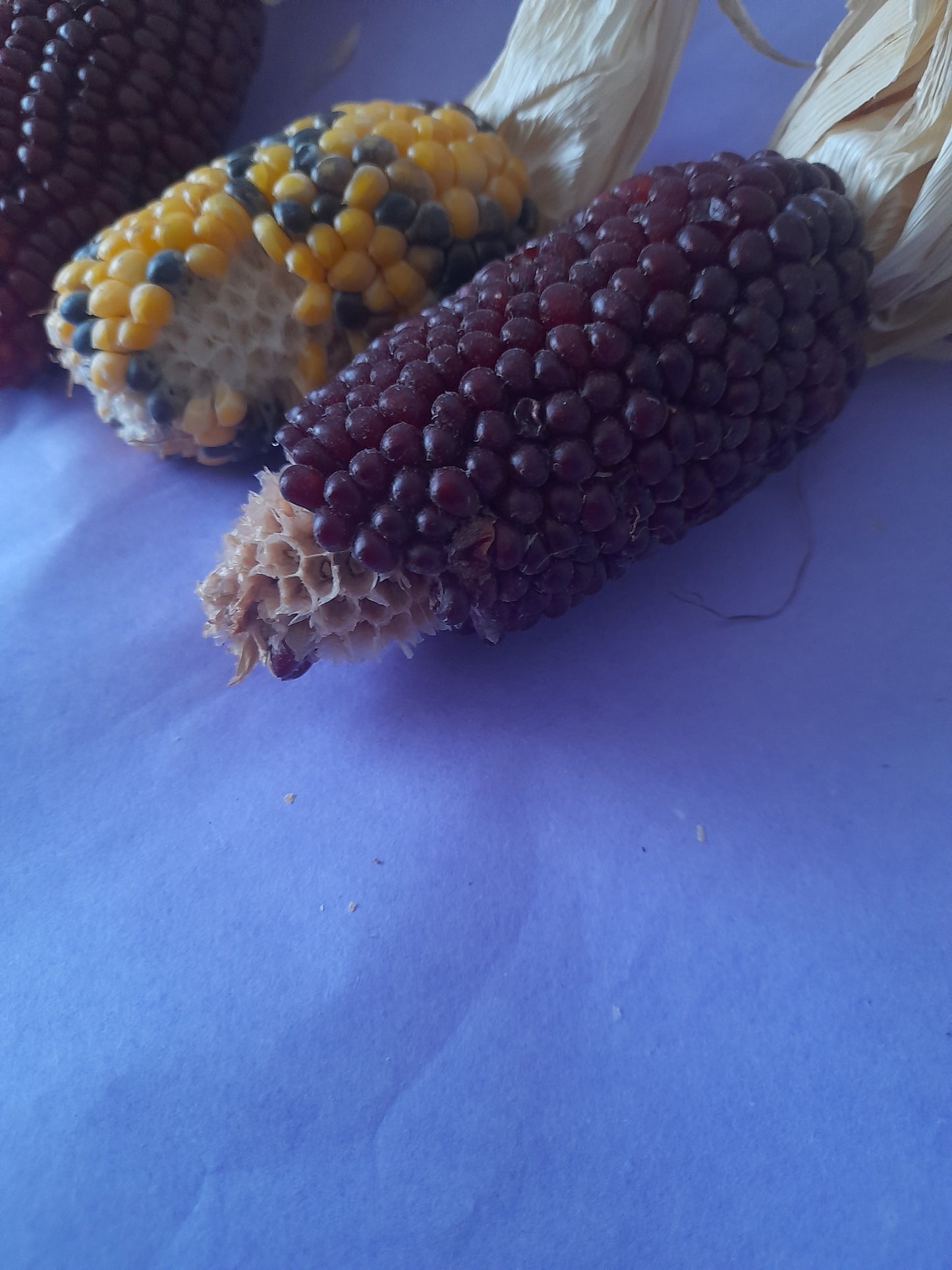 Mini corn cobs (2 pack)