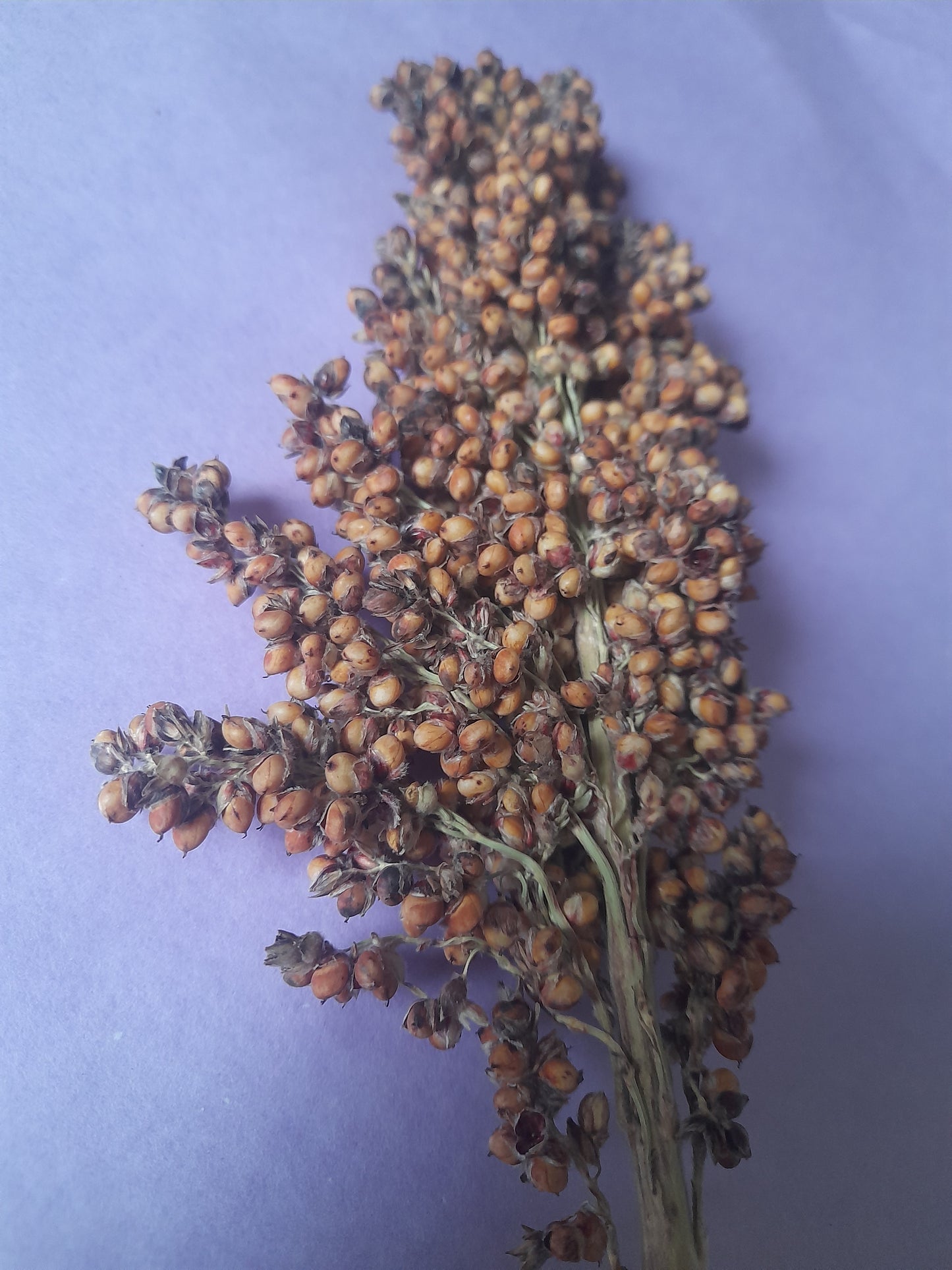 Close-up of vibrant red sorghum sprays, a natural and safe enrichment option for small pets, perfect for foraging and chewing