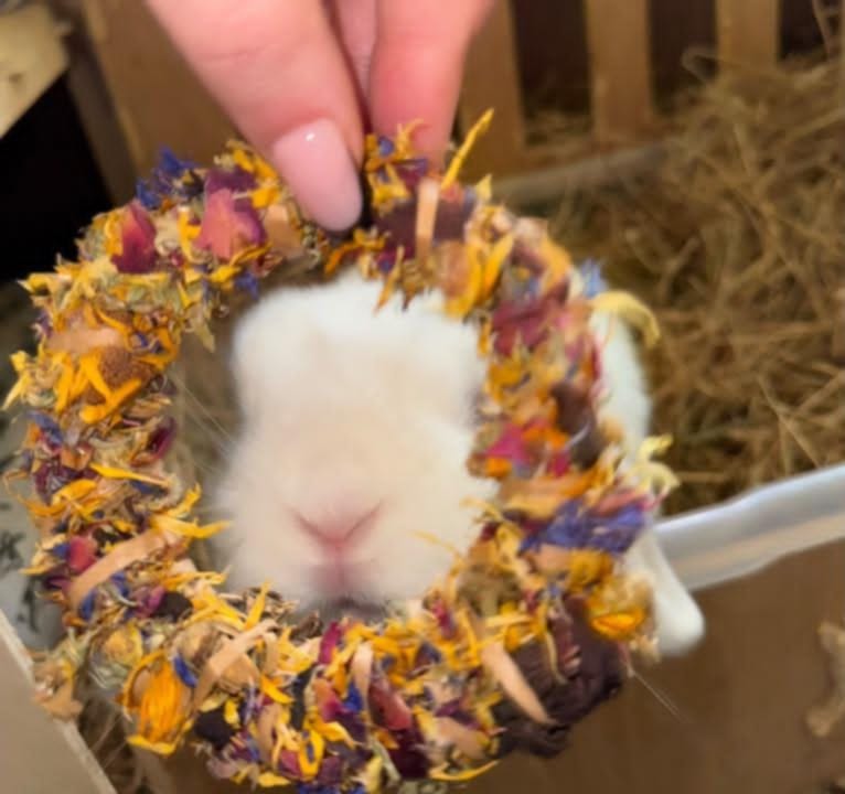 Rabbits