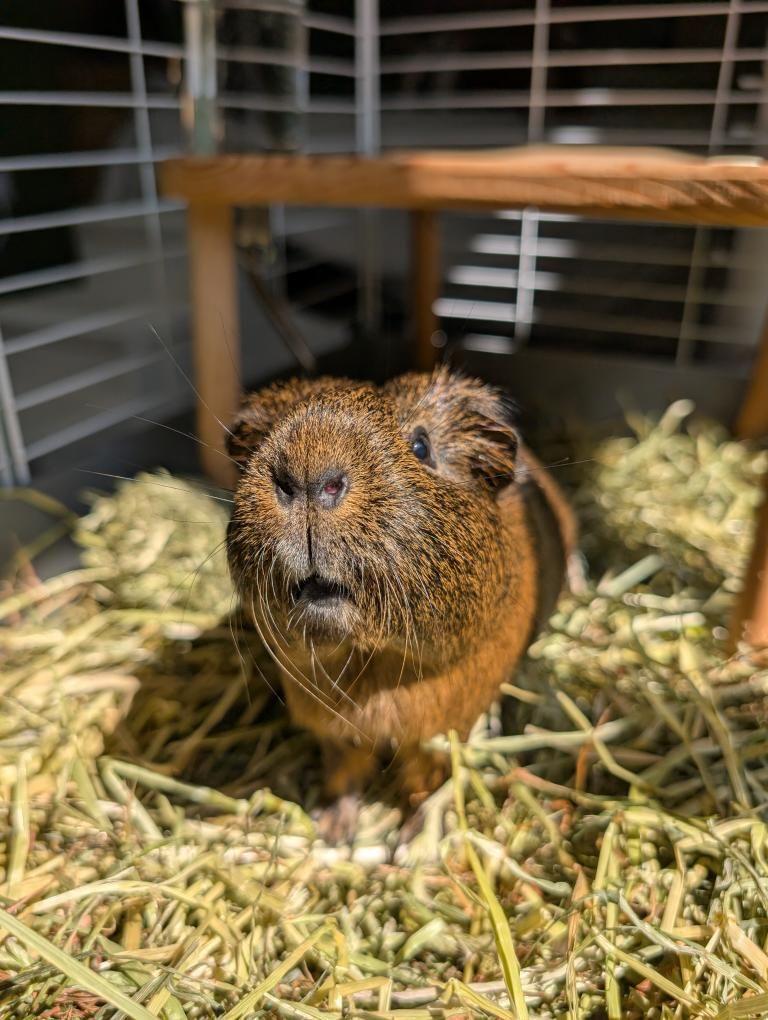Guinea pigs