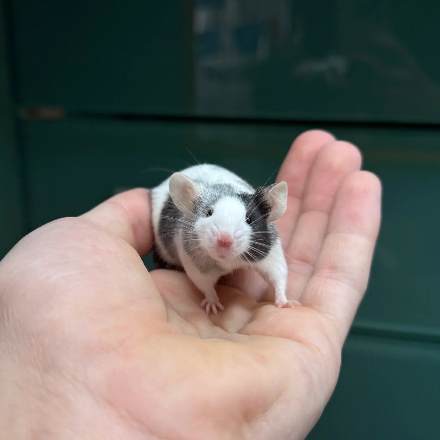 Mice