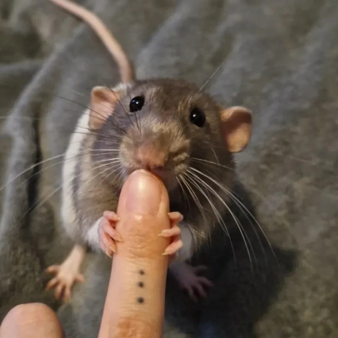 Rats