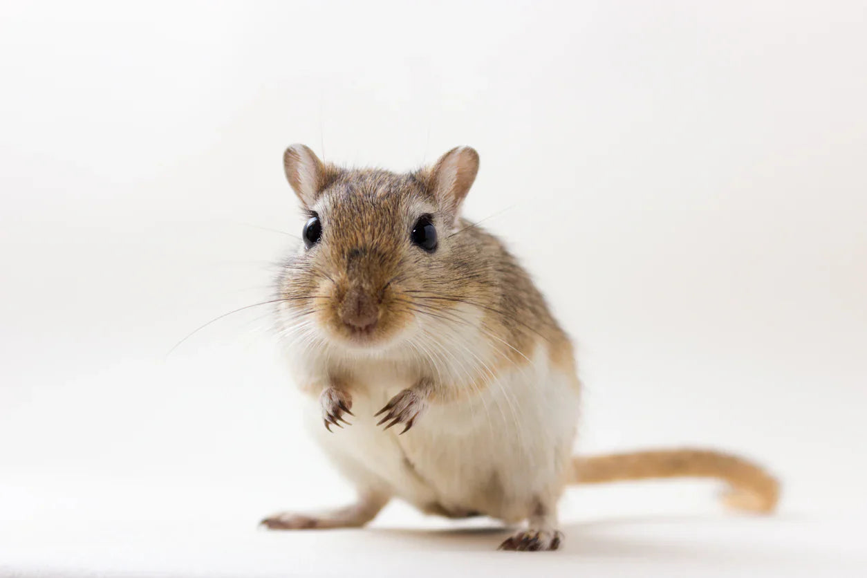 Gerbils