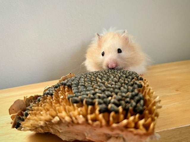 Hamsters