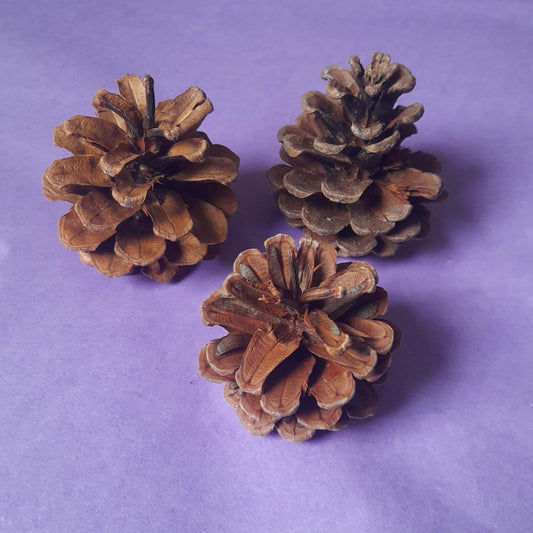 Pinecone chews (three pack)