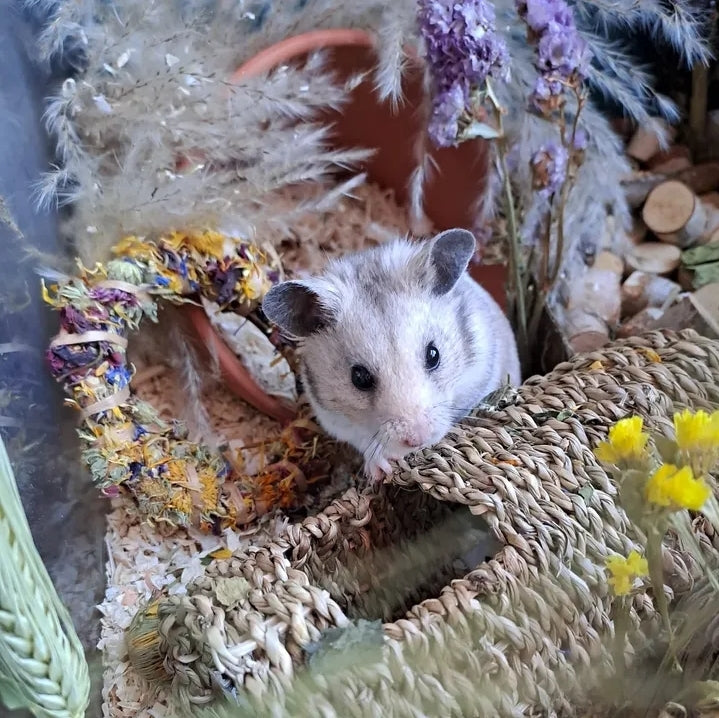 Handcrafted forage wreath made with dried herbs, flowers, and leaves, providing a natural, edible enrichment toy for small pets.