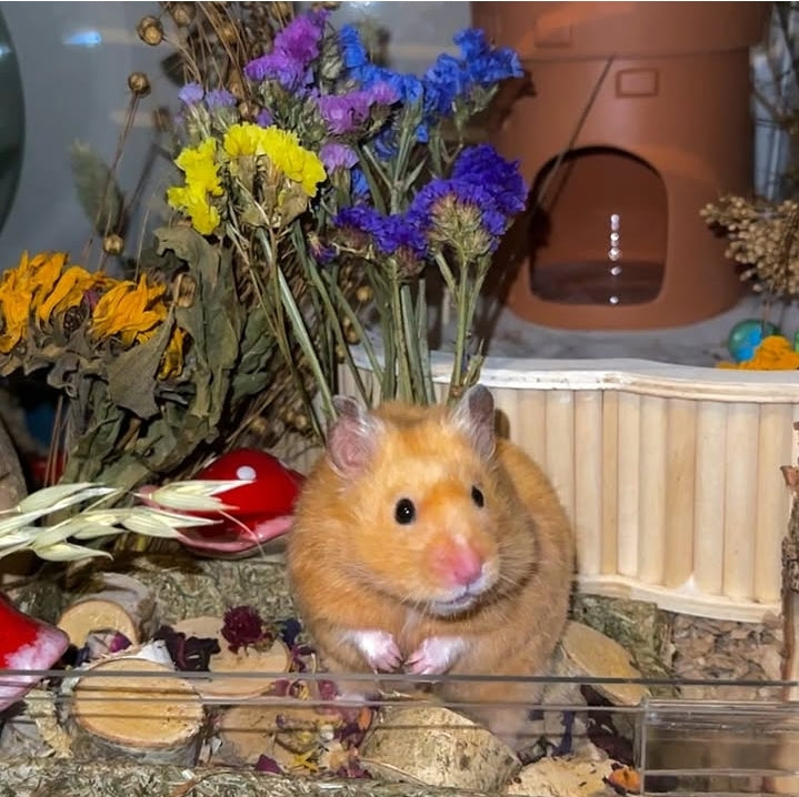 Beautifully crafted bloom boxes filled with dried flowers and natural forage, offering small pets a vibrant and enriching foraging experience