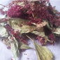 Amaranth forage