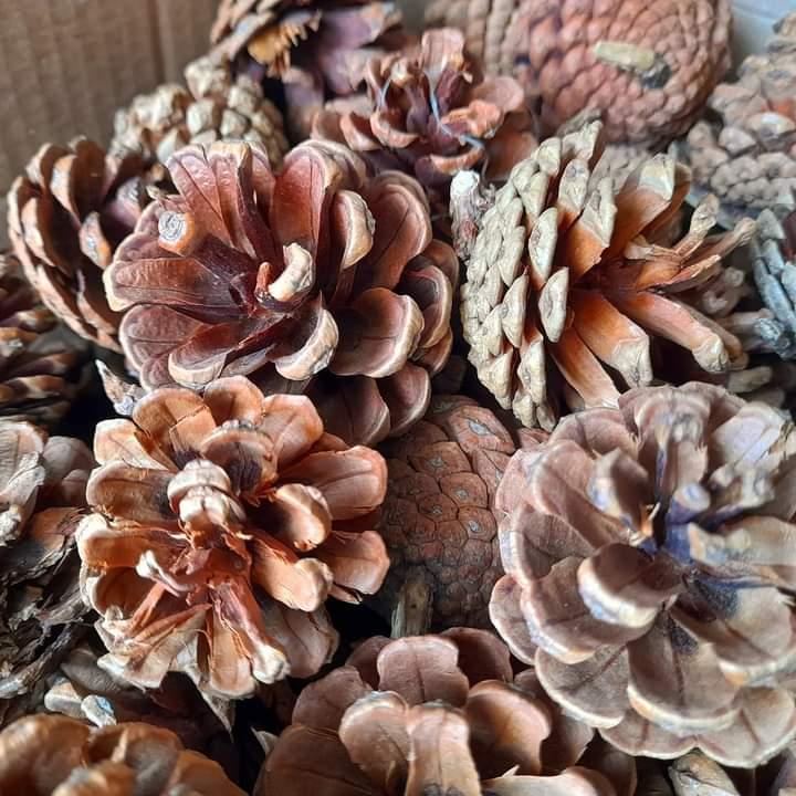 Pinecone chews (three pack)